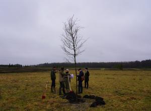 Det første træ er rejst i Tistrup Skov