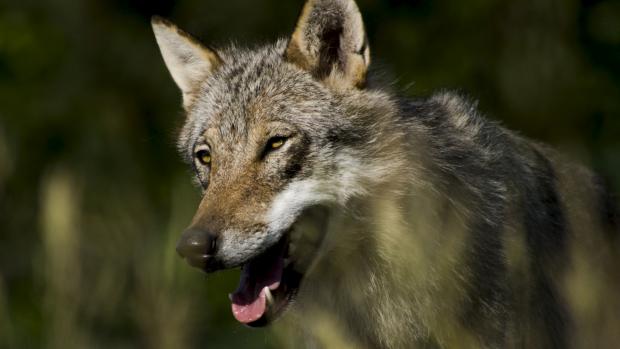 ulve i Danmark drab ulvedrab dømte jagttegn